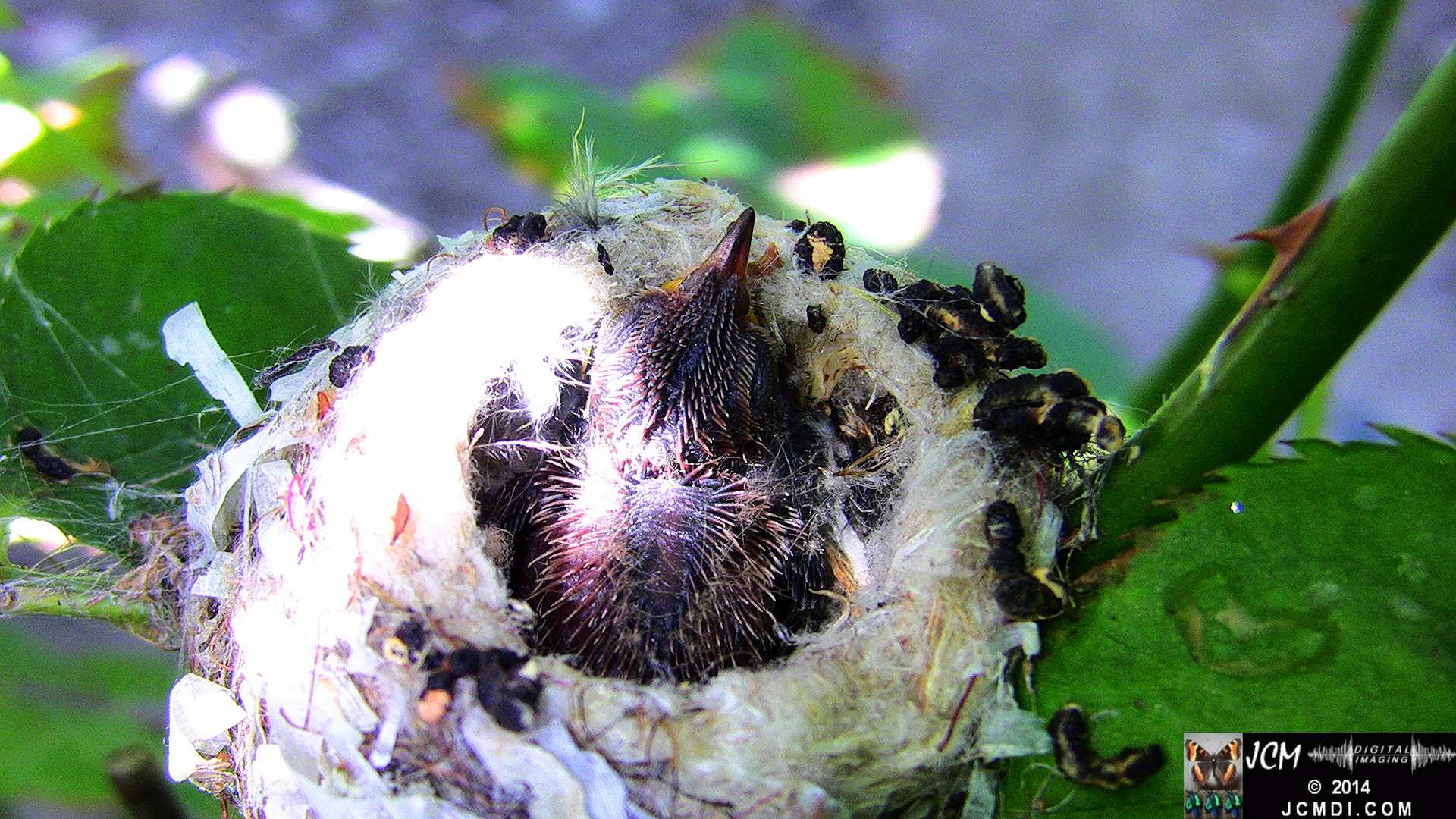 Allens Hummingbird Chick in Nest